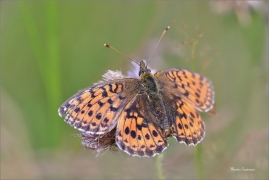 <p>PERLEŤOVEC VELKÝ ( (Argynnis aglaja) ---- /Dark green fritillary - Großer Perlmutterfalter/</p>